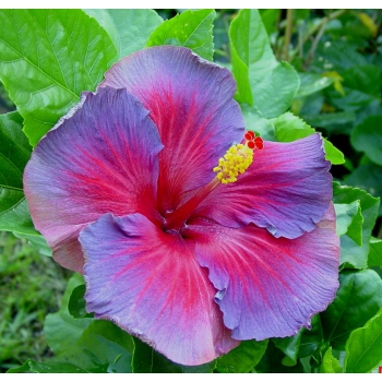 Hibiscus-Giant Ombre  Exotic Coral Flowers Seeds