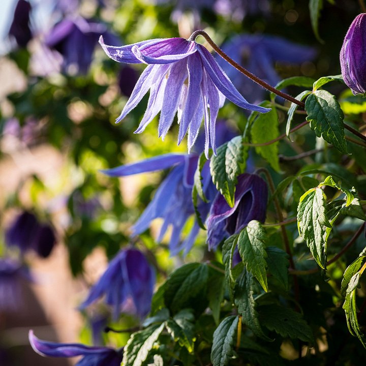 Clematis Macropetala