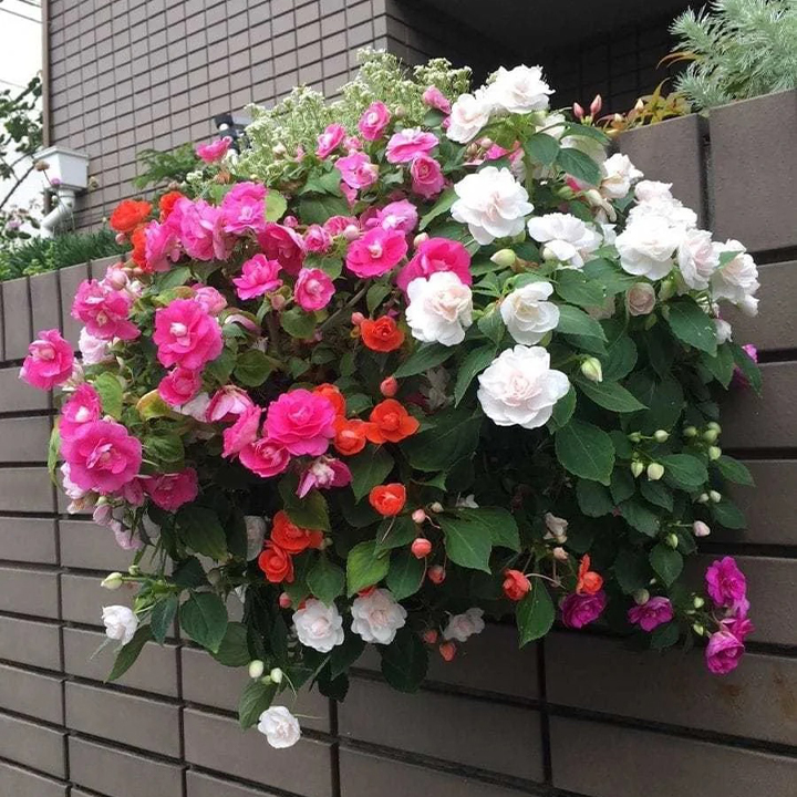 Double Impatiens Seeds - A Symphony of Petals in Nature's Garden