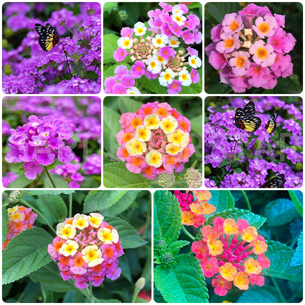 🌺Colorful Elf Lantana Seeds - Repels Mosquitoes And Flies