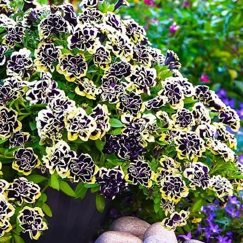 Black Pearl Double Petunia Seeds