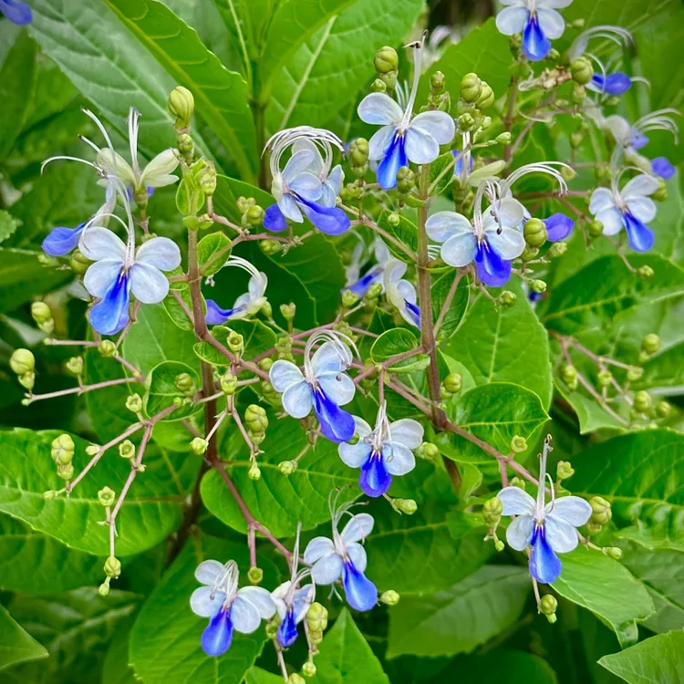 🦋Blue Butterfly Flower Seeds🌿Four Seasons Flower