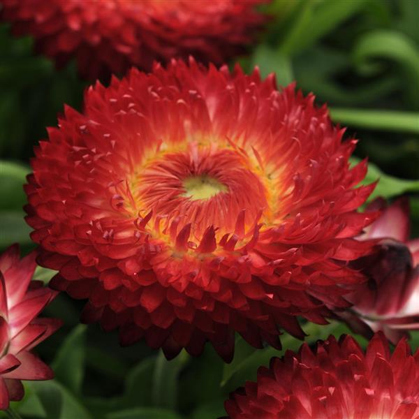 Strawflower Seeds Xerochrysum Bracteatum