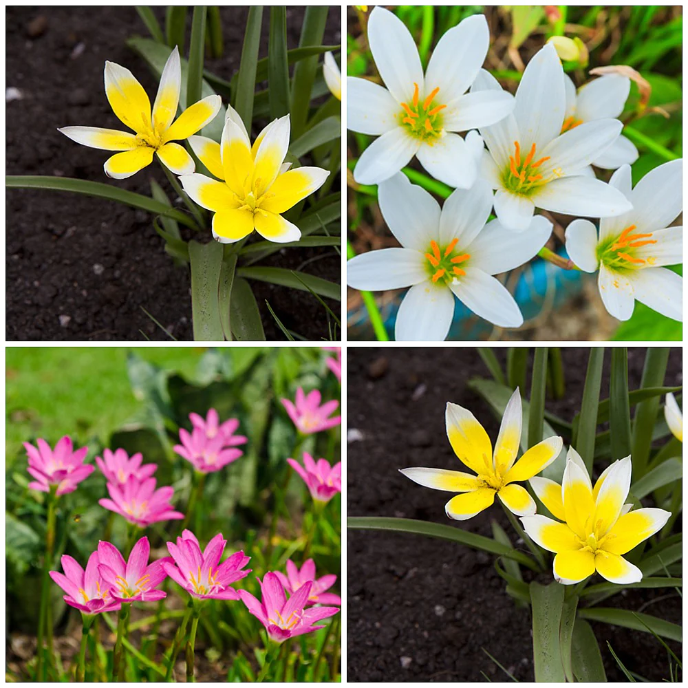 🌺Rainlily Zephyranthes Bulbs