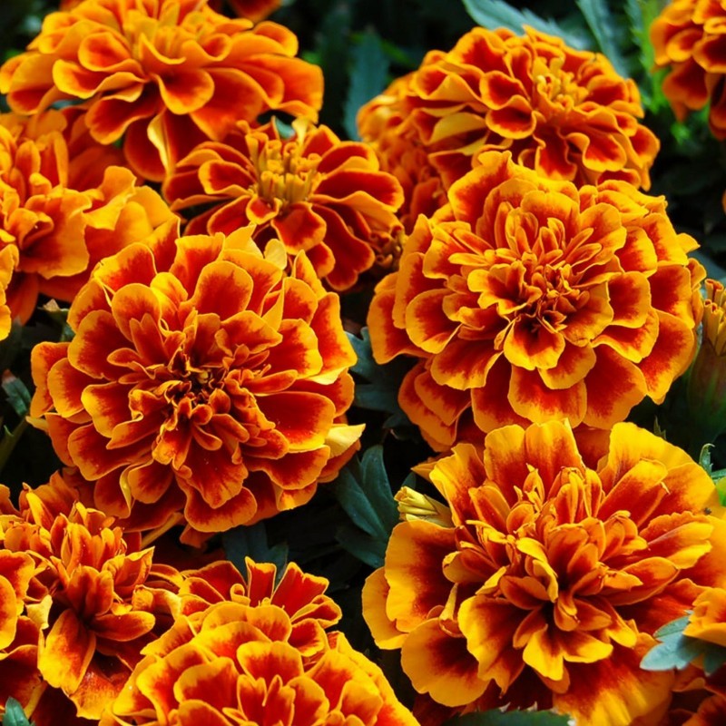 Marigold Seeds-Blooms in a Range of Warm Hues