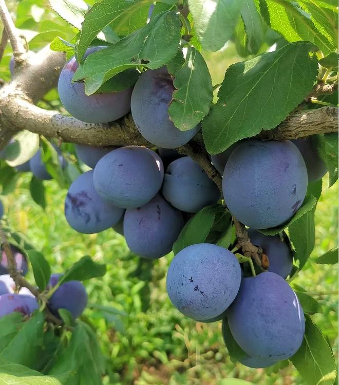 Blue Honey Prune Seeds