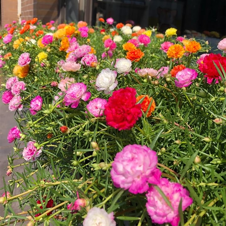 🌹Rare Varieties Moss Rose Purslane Double Flowered Seeds — Immortal Flower