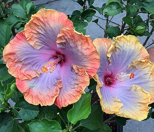 Hibiscus-Giant Ombre  Exotic Coral Flowers Seeds
