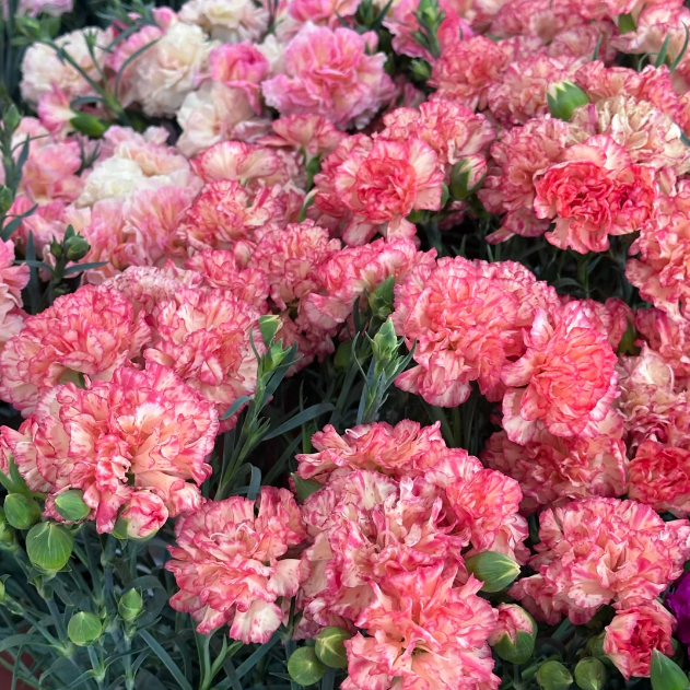 Double Carnation Seeds—Mother's Day Flowers