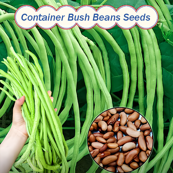 [Copy]🫘Container Bush Beans Mascotte