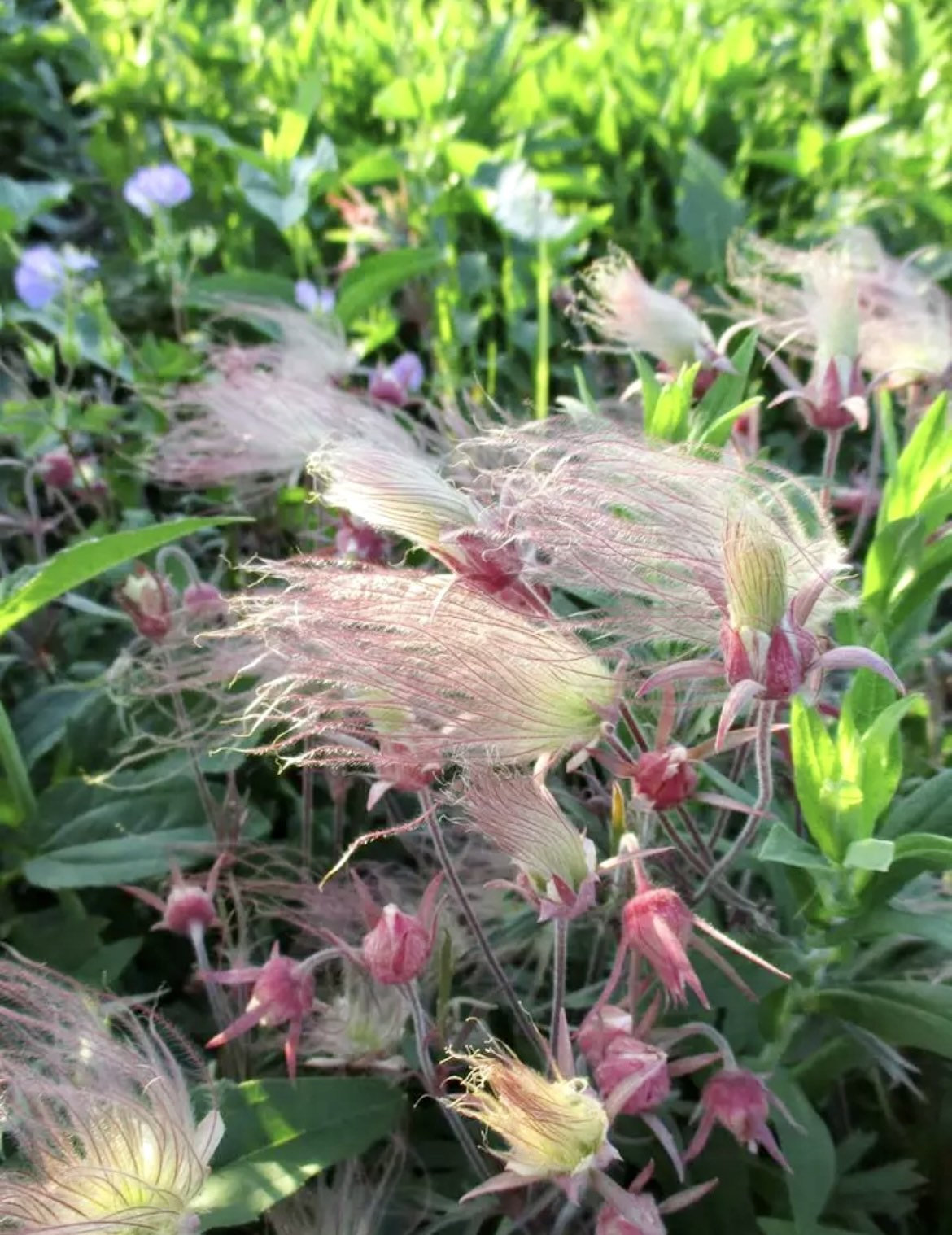 Prairie Smoke Flower Seeds