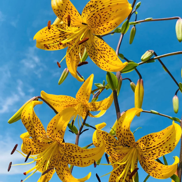 🌺Rare Tiger Lily Bulbs