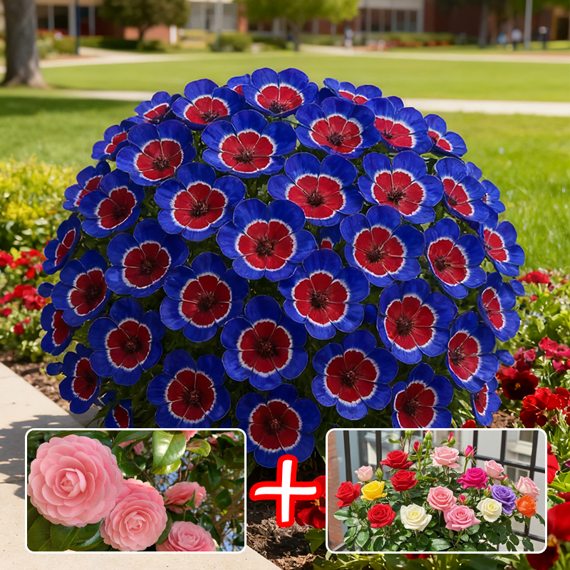 🍷✨ Wine Cup Orchid Seeds