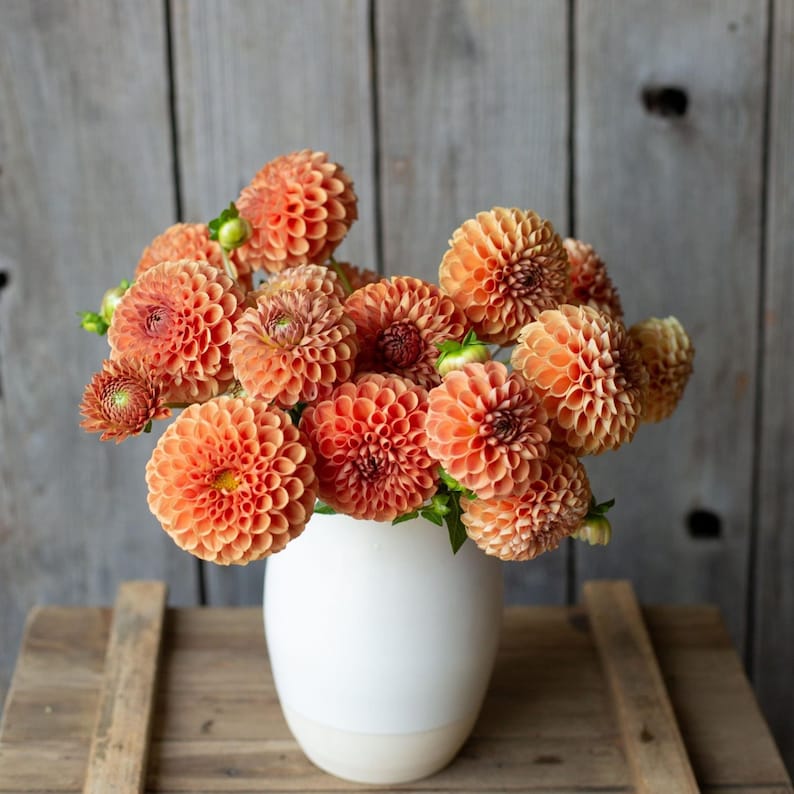 Cornell Bronze Dahlia Seeds Attracts Pollinators, Long Blooming Season, Vibrant Colors, Excellent Cut Flower, Plant in Spring Bild 5