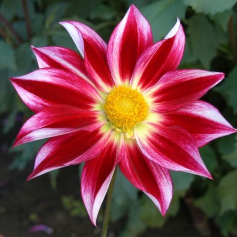 Junkyard Dog Dahlia Seeds Attracts Pollinators, Long Blooming Season, Vibrant Colors, Excellent Cut Flower, Plant in Spring Bild 6