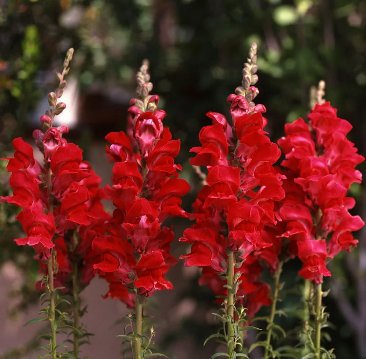Snapdragon