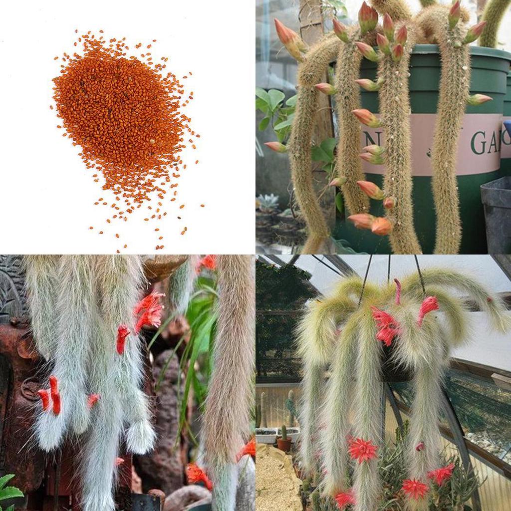 Hildewintera colademononis - Monkey Tail Cactus Seeds