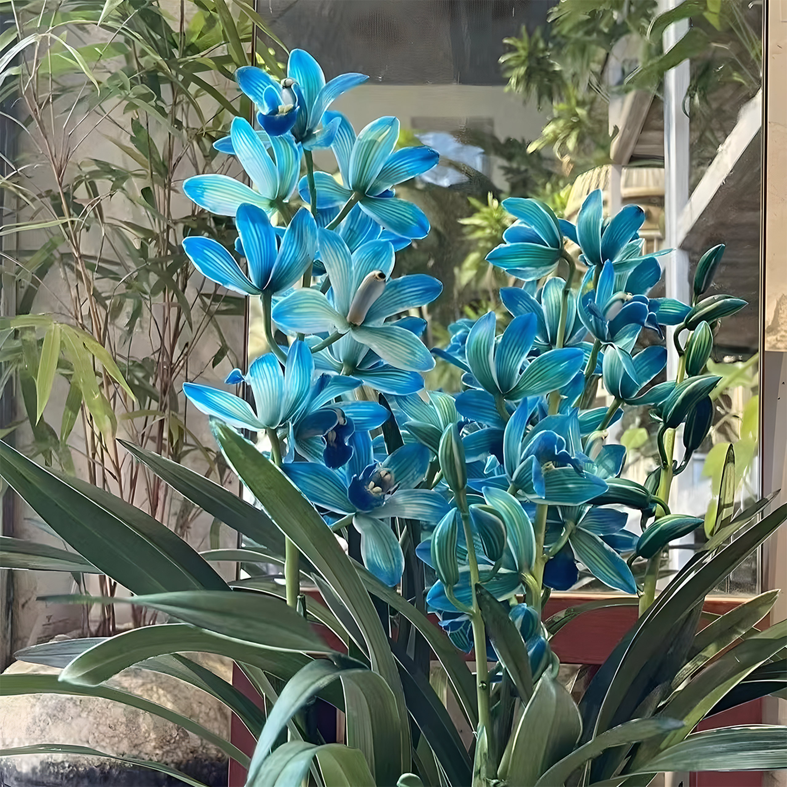 🌱Rare small flower orchid - grows all year round🌺