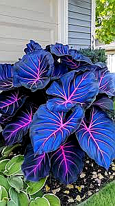 ⚡🌊Storm Sky Hosta🌌