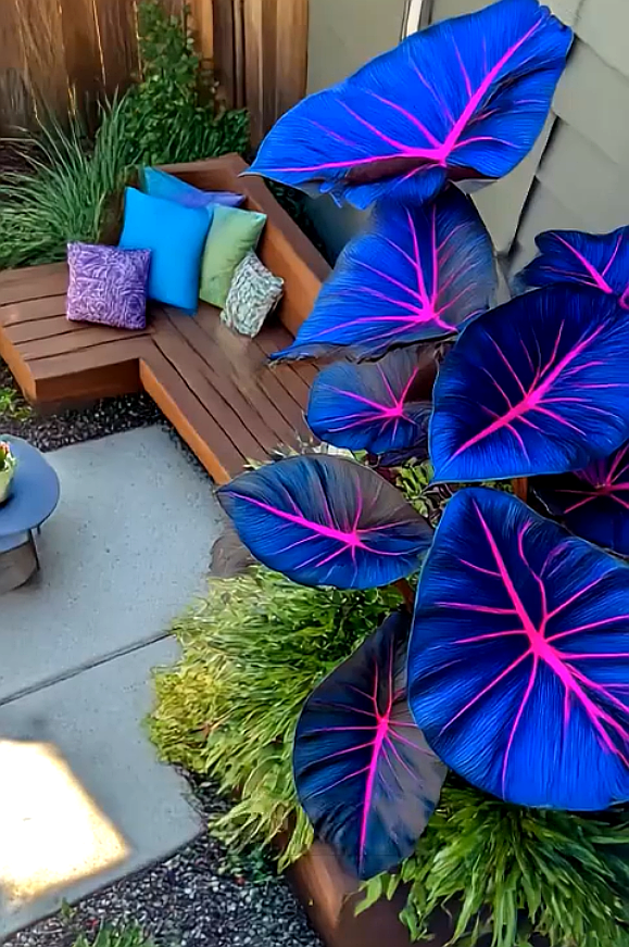 ⚡🌊Storm Sky Hosta🌌