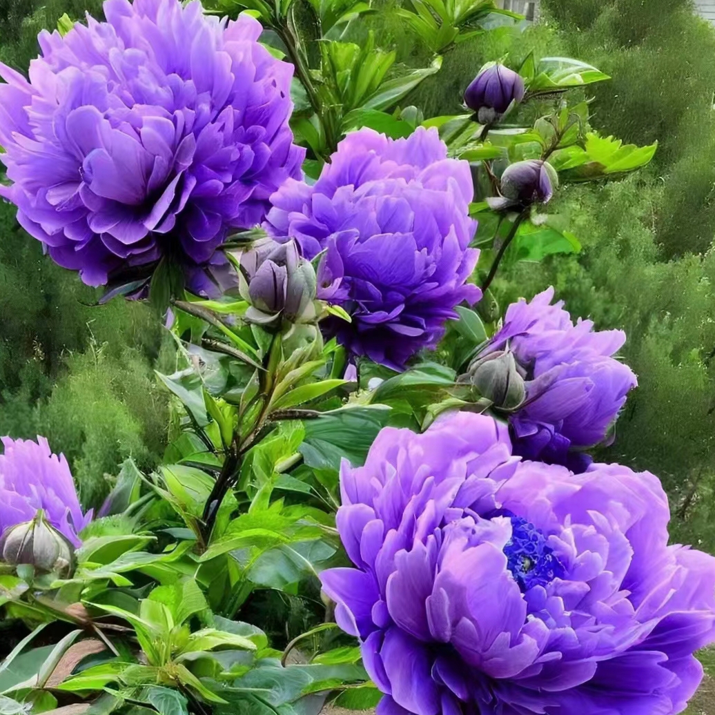 Peony Seeds Perennial Attract Butterflies Deer & Rabbit Resistant Low Maintenance Fragrant