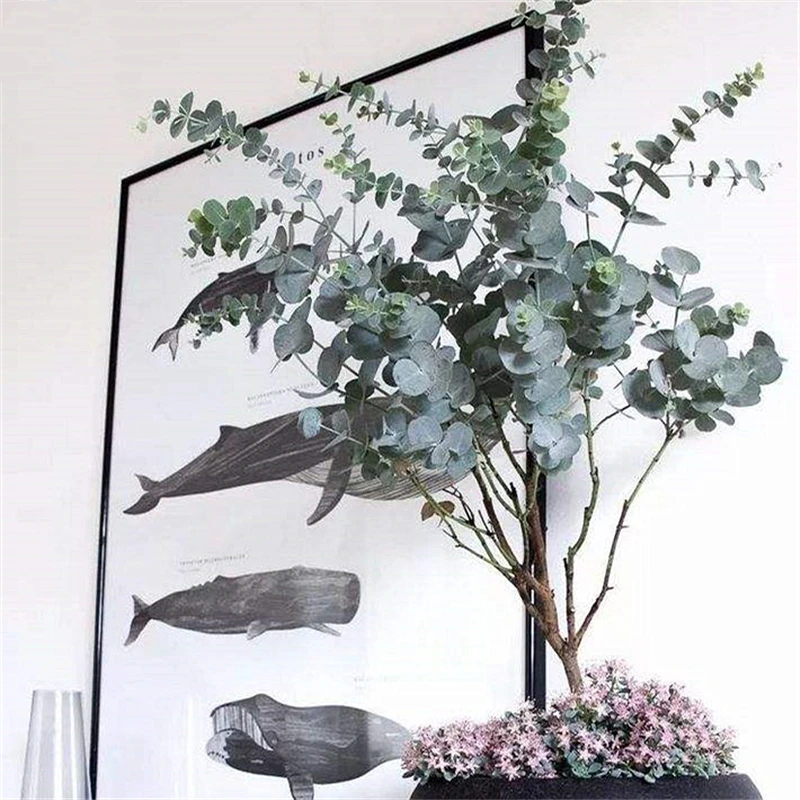 Egrow 30 Pcs/Pack Eucalyptus Seeds Silver Dollar Tree Eucalyptus Cinerea