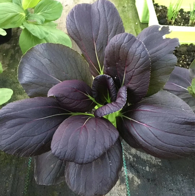 Purple Leaf Rape Seeds