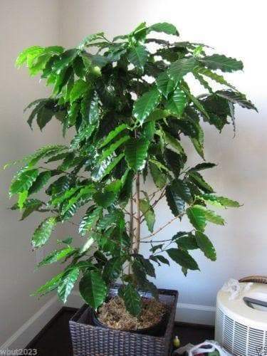 10 JAMAICAN BLUE MOUNTAIN Coffee Seeds ,Grow Your Own Coffee Plant tree - Caribbeangardenseed