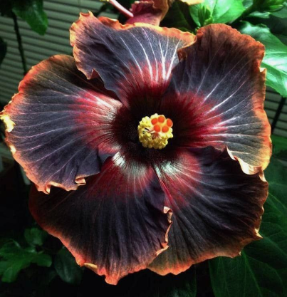 50PCS Rare Black Rainbow Hibiscus Seeds