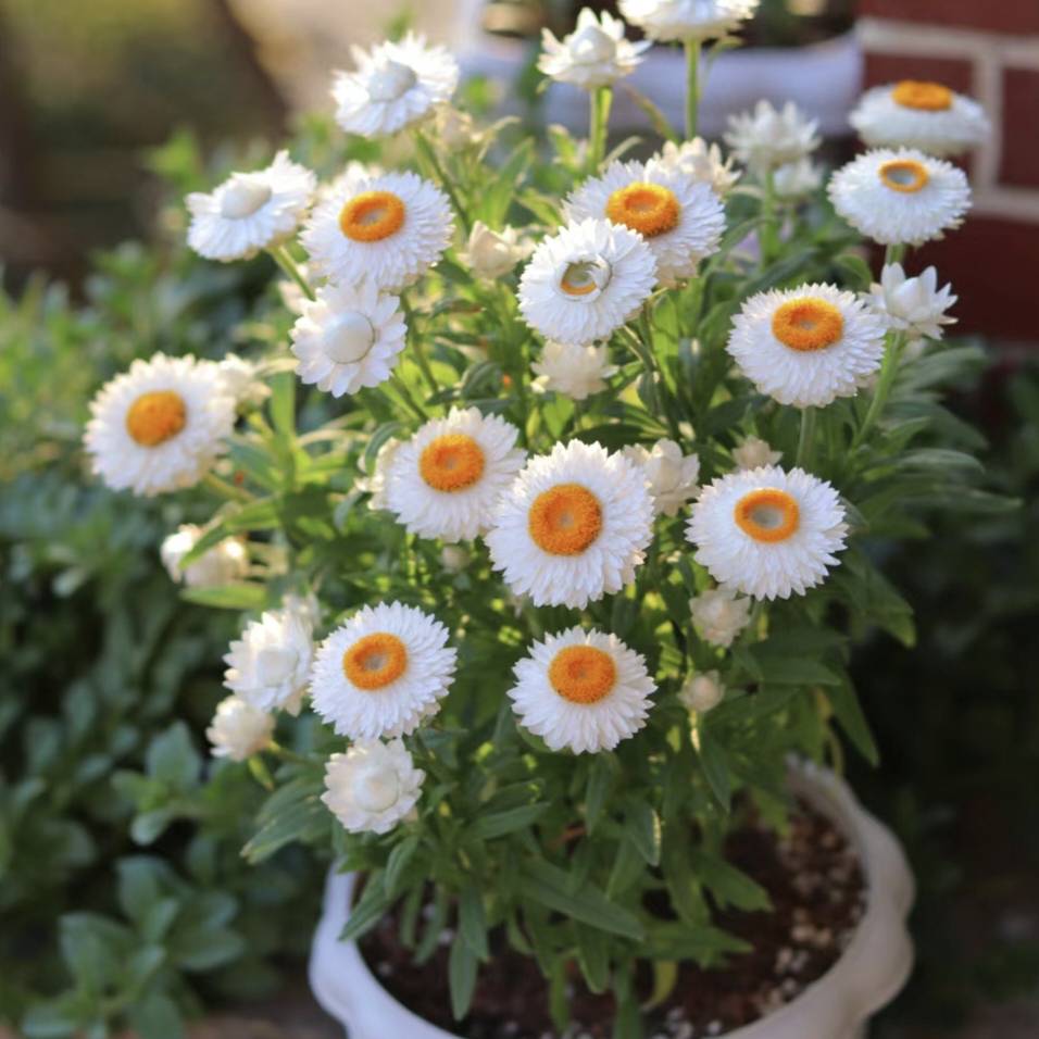 Strawflower Seeds Xerochrysum Bracteatum