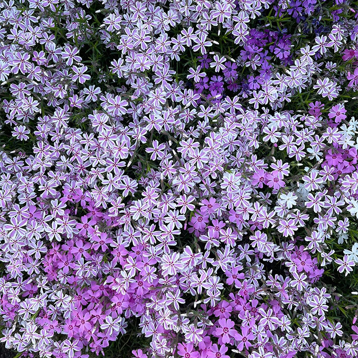 Perennial Cluster Phlox , Shibazakura Seeds