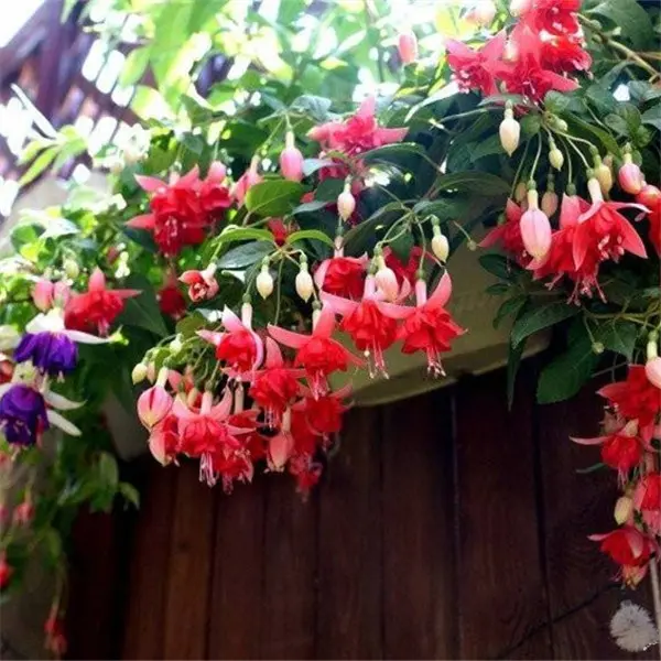 30PCS Fuchsia Hybrida Voss Seeds Potted Ornamental Plants Garden Bonsai