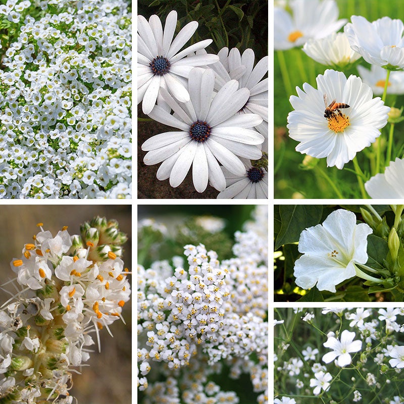 Cloud 9 - White Flower Seed Mix