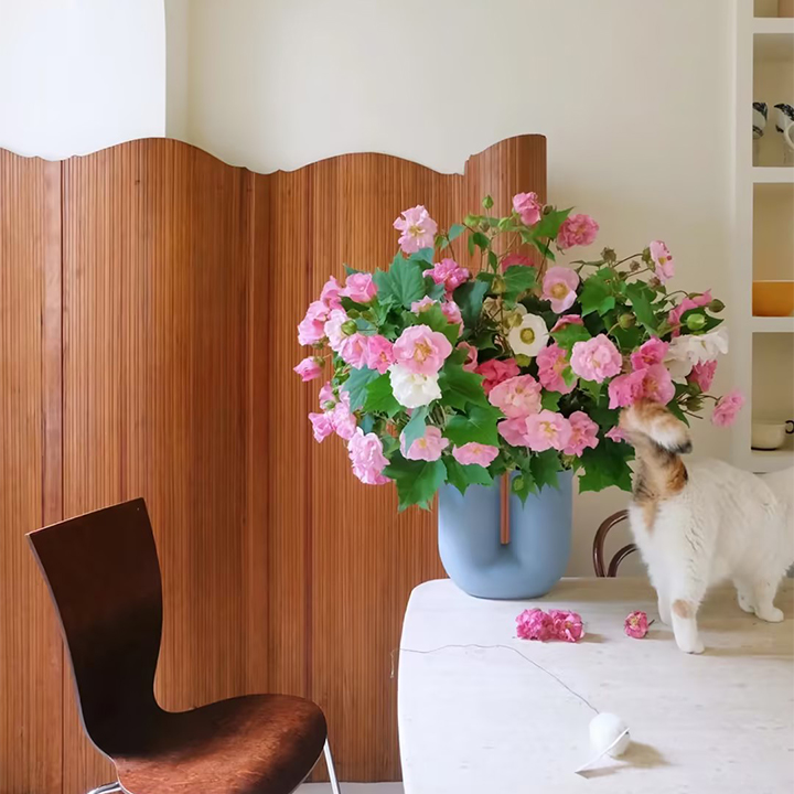 Hibiscus Mutabilis Seeds-Garden & Home Perennial Plants Flower Seeds