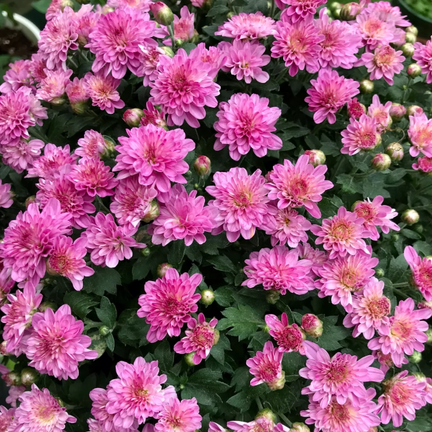 💐Candy Chrysanthemum Seeds Perennial Plant Home Graden Bonsai