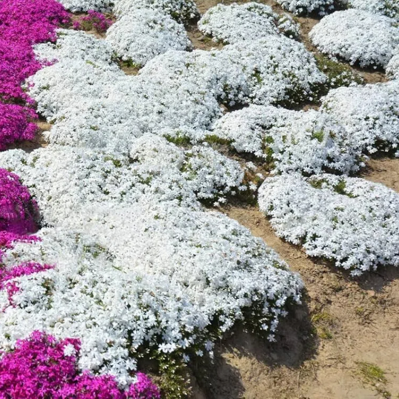 ✨Creeping Thyme Seeds for Four Seasons🏡Create Your Perfect Lawn Here🌼