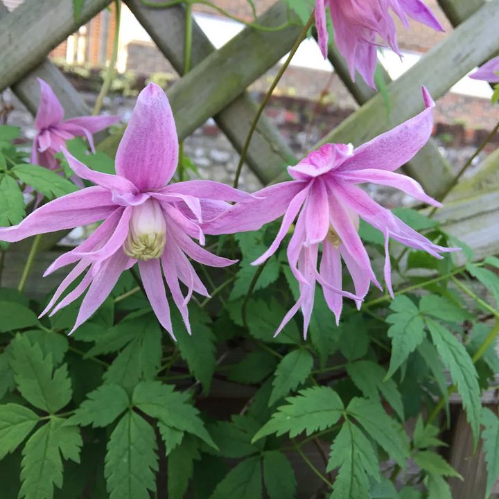 Clematis Macropetala