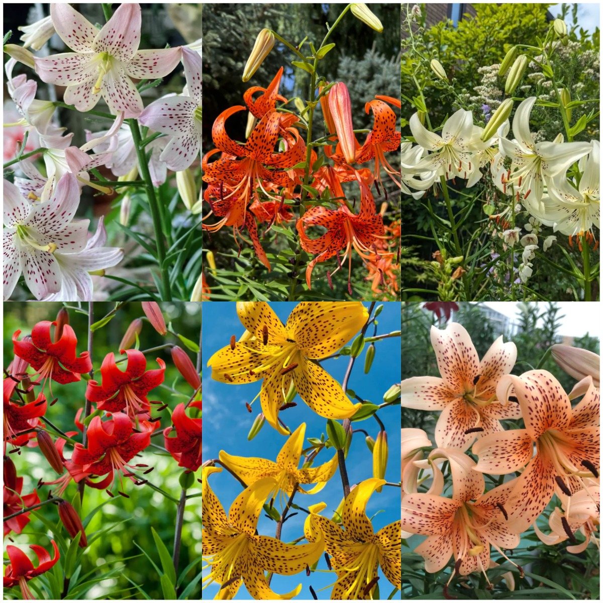 🌺Rare Tiger Lily Bulbs