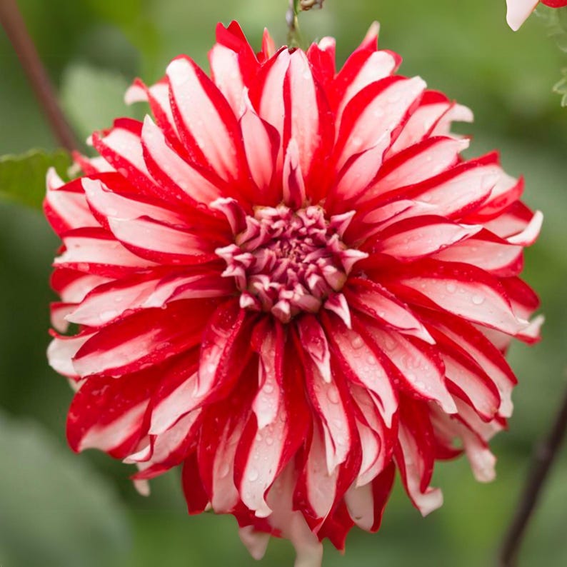 Santa Claus Dahlia Seeds Attracts Pollinators, Long Blooming Season, Vibrant Colors, Excellent Cut Flower, Plant in Spring Bild 3