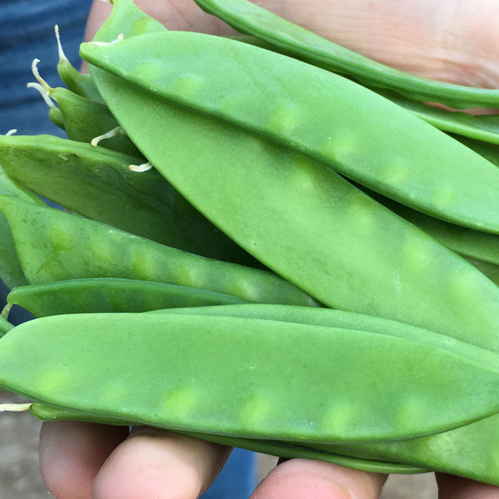 Mangetout Peas: A Garden Delight