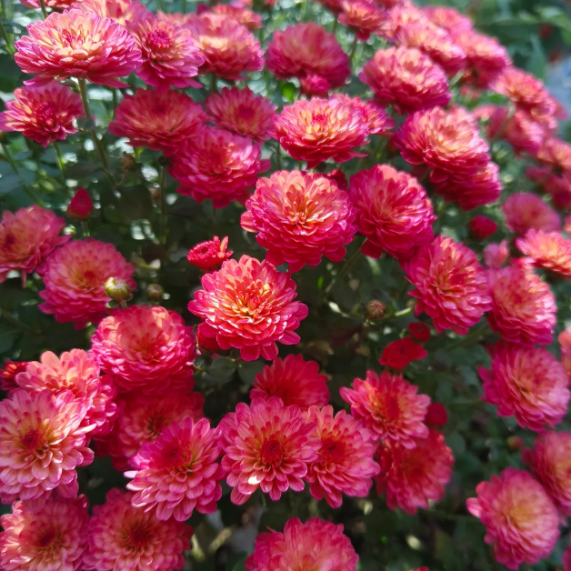 💐Candy Chrysanthemum Seeds Perennial Plant Home Graden Bonsai