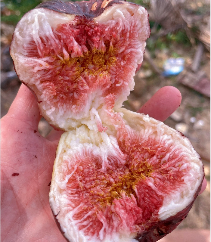 Fig Tree Seeds (Ficus carica), Sweet Fruit Shrub