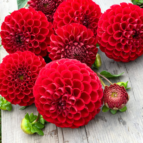 Dahlia Cornel | HomegrownFlowerFarm