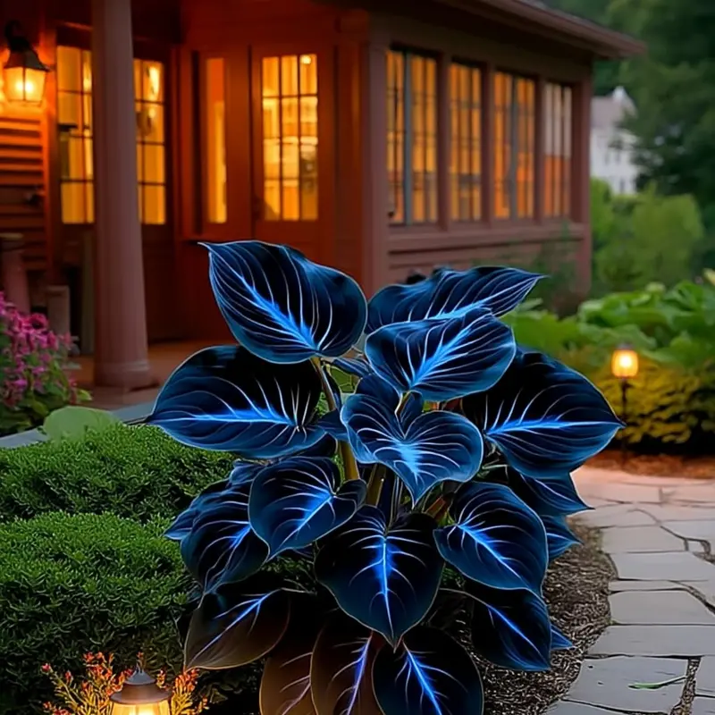 🌌“Rare Midnight Hostas Seeds – Like Stars Sprinkled on Every Leaf”