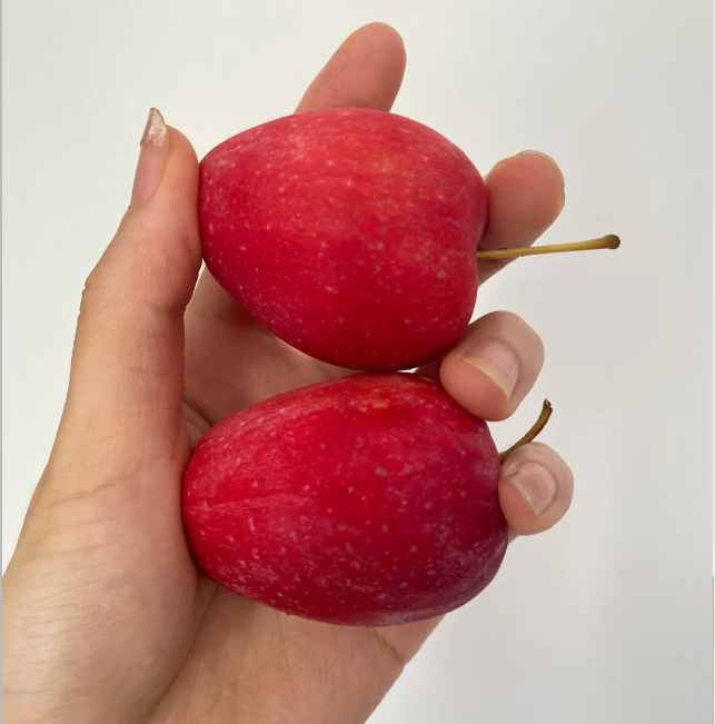 Xantolis Stenosepala Mini Apple Seeds