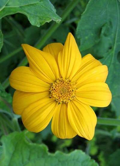 Mexican Sunflower Seeds - Yellow (Tithonia Speciosa Yellow Torch)  Seeds. - Caribbeangardenseed