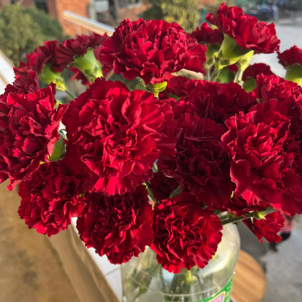 🌹Double Carnation Seeds—Mother's Day Flowers