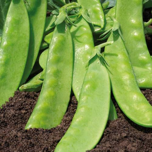 Mangetout Peas: A Garden Delight