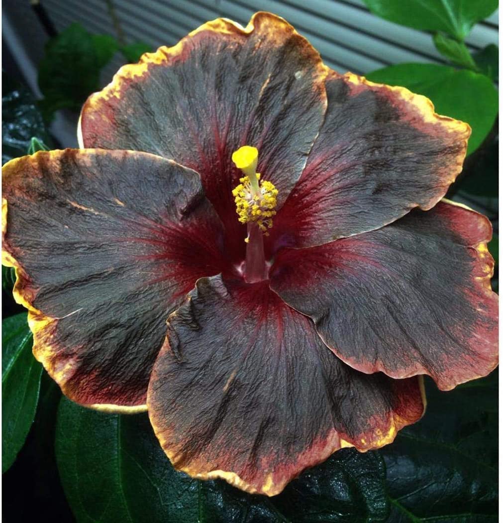 50PCS Rare Black Rainbow Hibiscus Seeds