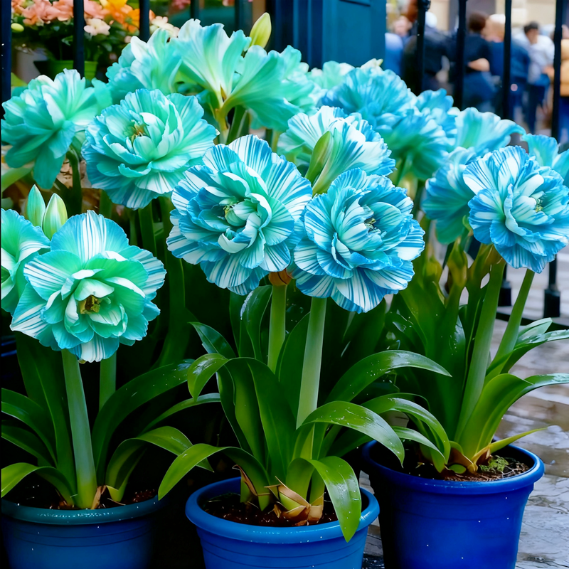 🌺 Rare double daffodil bulbs – Symbol of Hope & Good Fortune